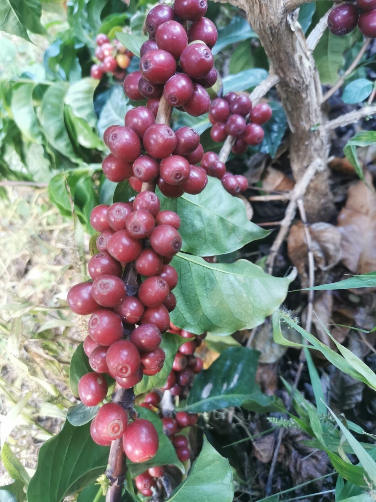 Café de La Gomera de especialidad, de la cereza a la taza