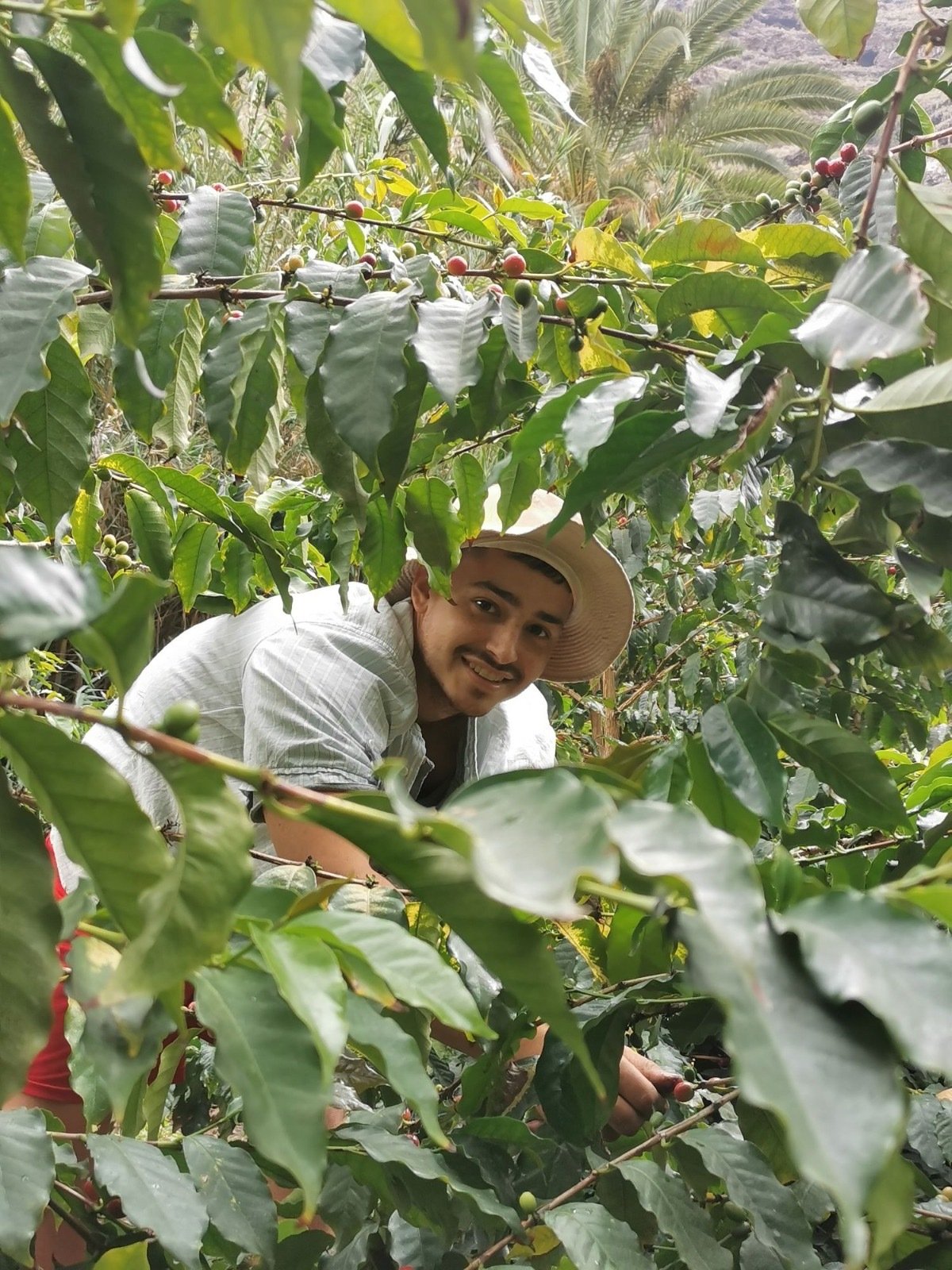 Finca Mesa, cultivo de café en Alajeró, La Gomera
